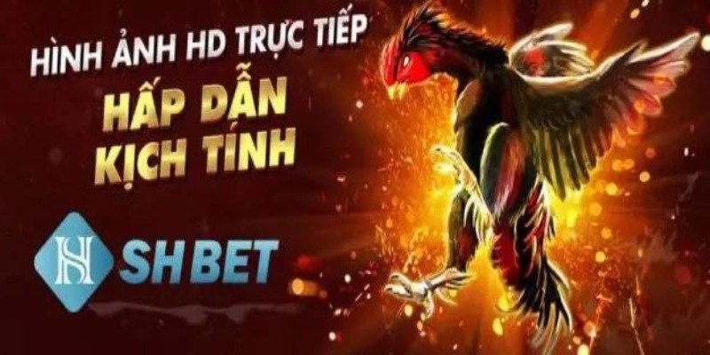 SHBET mang đến cho người chơi những trải nghiệm thú vị từ trò chơi đá gà